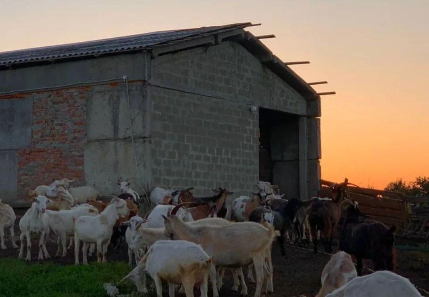 Львівського фермера судили за використання праці внутрішньо переміщених осіб.