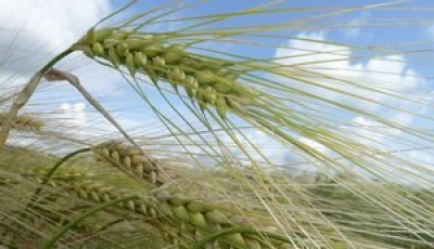 П’ять країн закликали Єврокомісію заборонити імпорт російського зерна